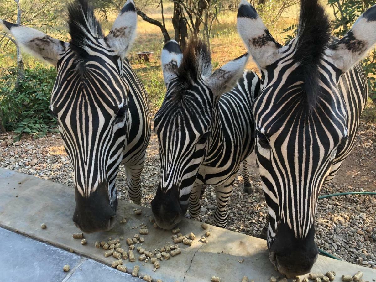 Kruger Willows Marloth Park Exterior photo